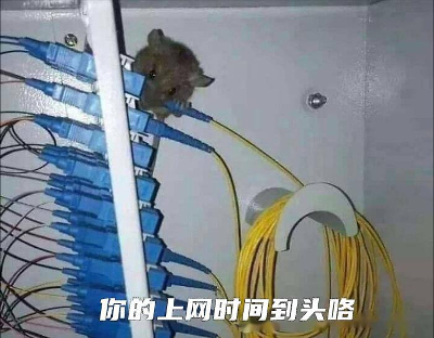 老鼠咬光纤，11小时“断网惊魂”——一次机房的“惨案”复盘